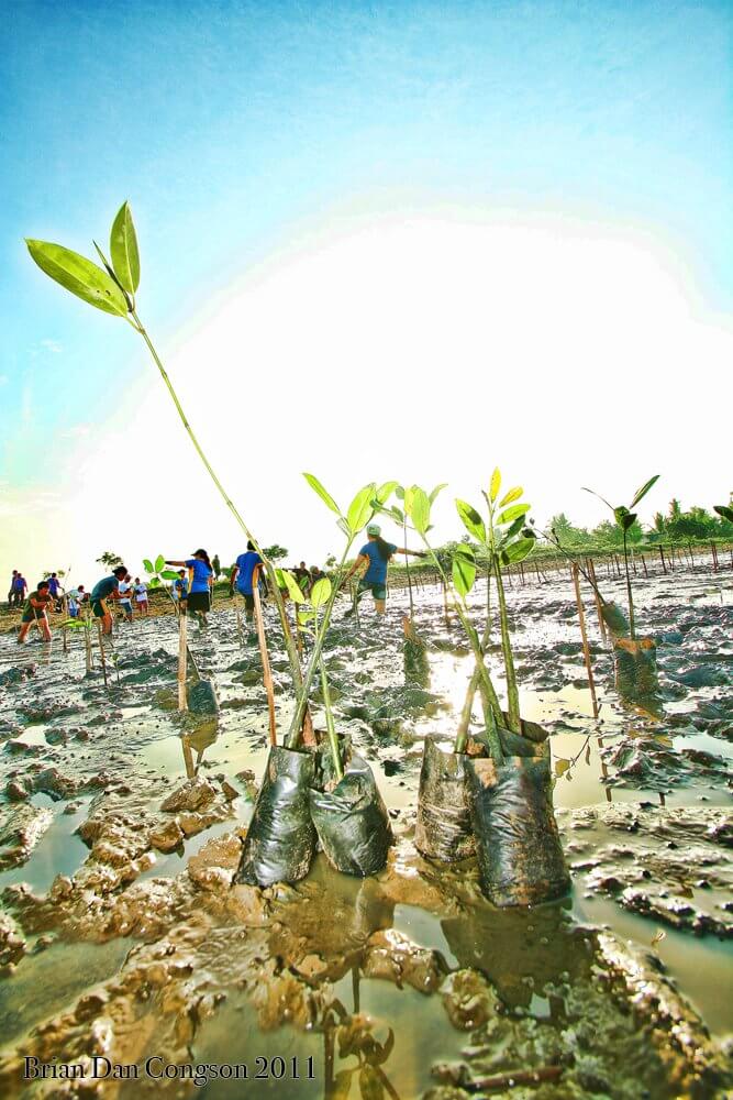 mangrove planting